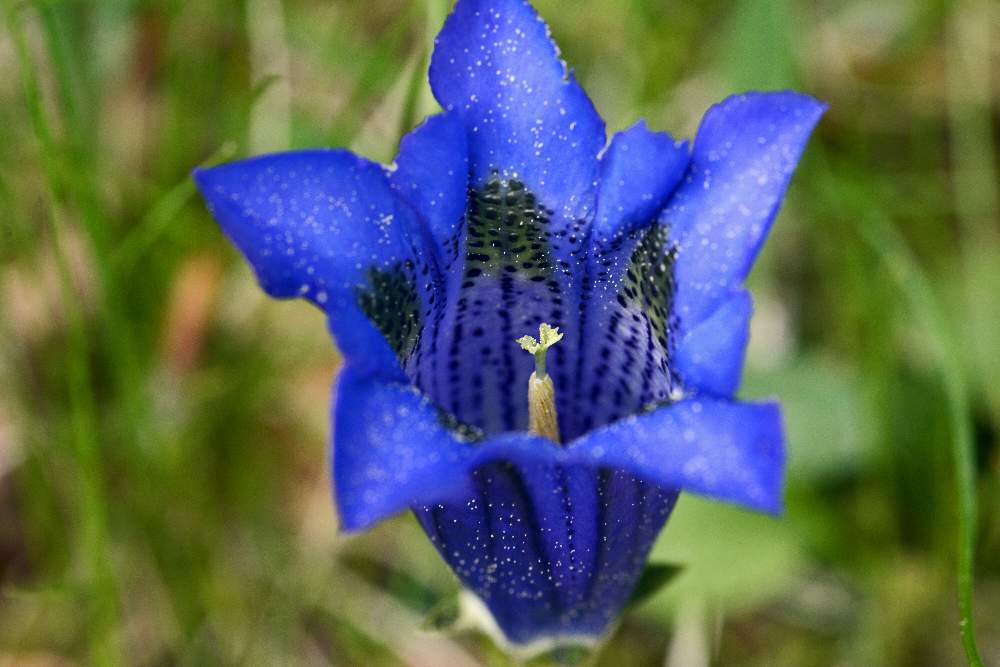 Gentiana acaulis